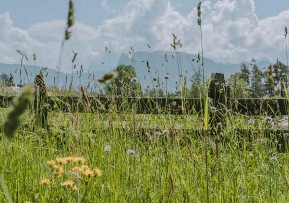  Ein Feld mit hohem Gras, im Hintergrund ist ein Zaun sichtbar