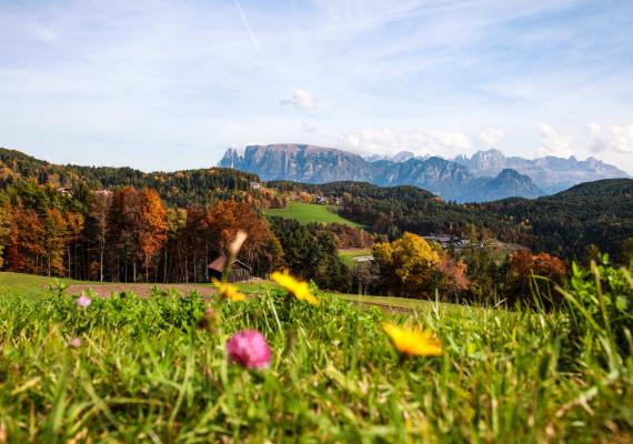 Autumn landscape in Bolzano with colorful flowers and majestic mountains in the background