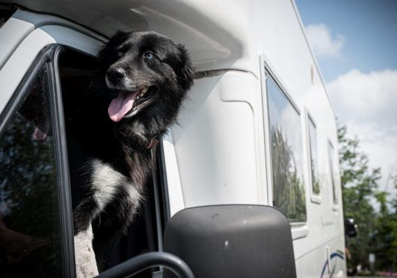 dog that takes a look out of the camper