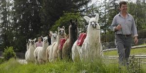 Un uomo passeggia in campagna con un gruppo di lama durante un tour di trekking con i lama